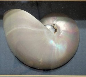 White Pearl Nautilius Sea Shell Opalescent ' in wooden frame
