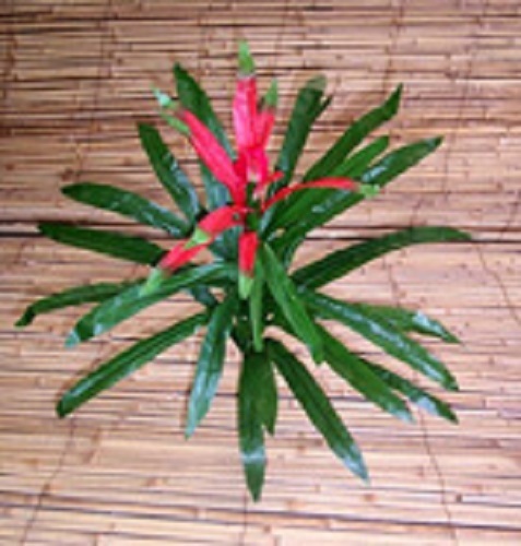 Artificial flower and plants 70cm silk Dracena Plant P25 SPECIAL CLEARANCE PRICE - Picture 1 of 1