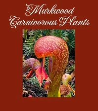 🔥 Small Cobra Lily Darlingtonia californica RED VARIANT Live Carnivorous Plant