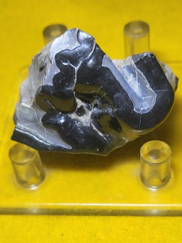Mastodon Fossil Tooth Segment, Polk Co. Florida