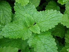 🌿 30 Feuilles de Mélisse Citronnelle BIO fraîches