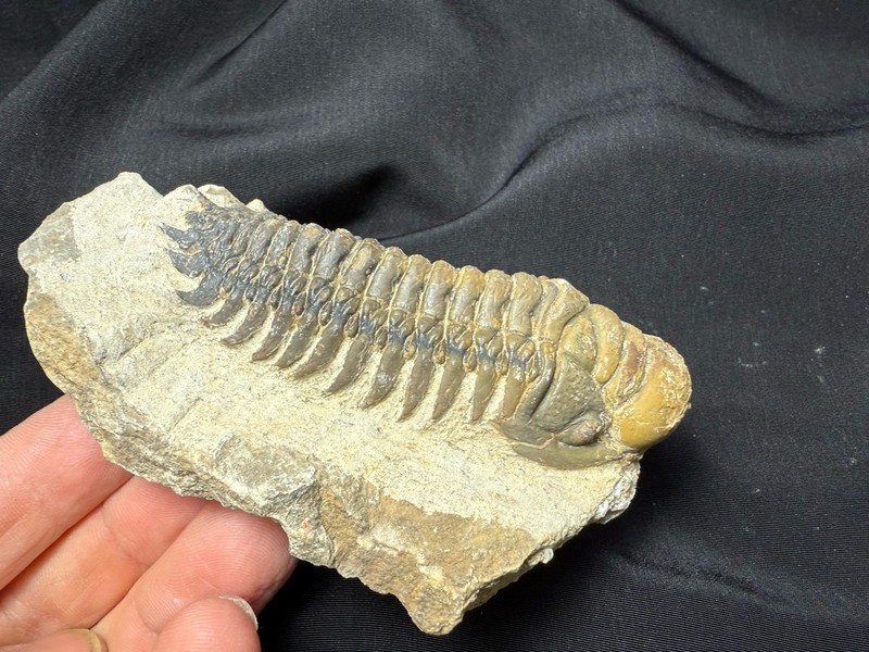 Colorful Crotalocephalus trilobite fossil Devonian Top quality 