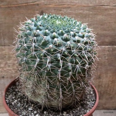 D7946 GYMNOCALYCIUM VIEDTZIANUM pot22-H21-W17 cm MaMa Cactus