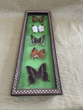 Vintage French Framed Taxidermy Butterfly Collection 4 Preserved Butterfly