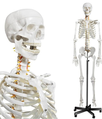 #ad breesky Human Skeleton Model for Anatomy Life Size Medical 70.8 Inch W Nervous $150.00