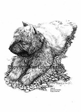 Bouvier Des Flandres Puppies Limited edition ...