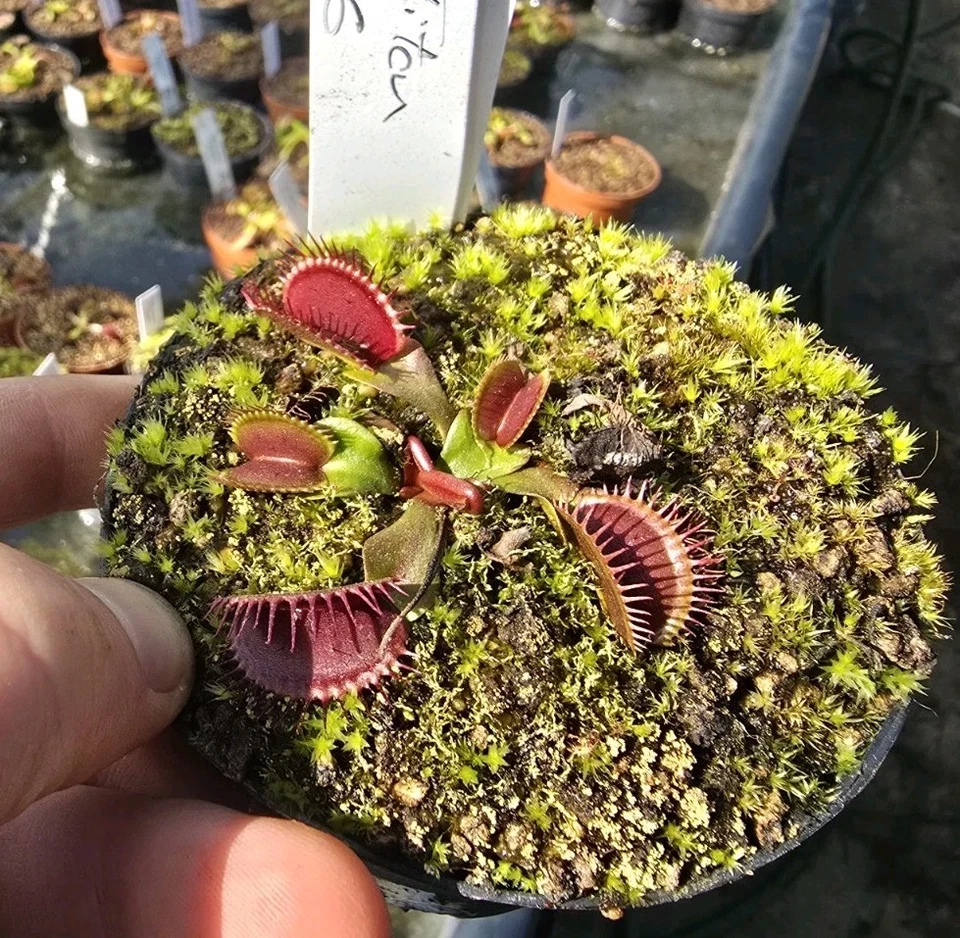 Dionaea muscipula "BCP TITAN Z06", fleischfressende Pflanzen, Venusfliegenfalle - Bild 1 von 1