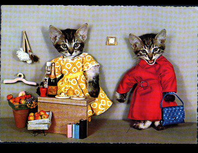 MENSCHLICHE KATZEN / KATZE im ETALL HÄNDLER