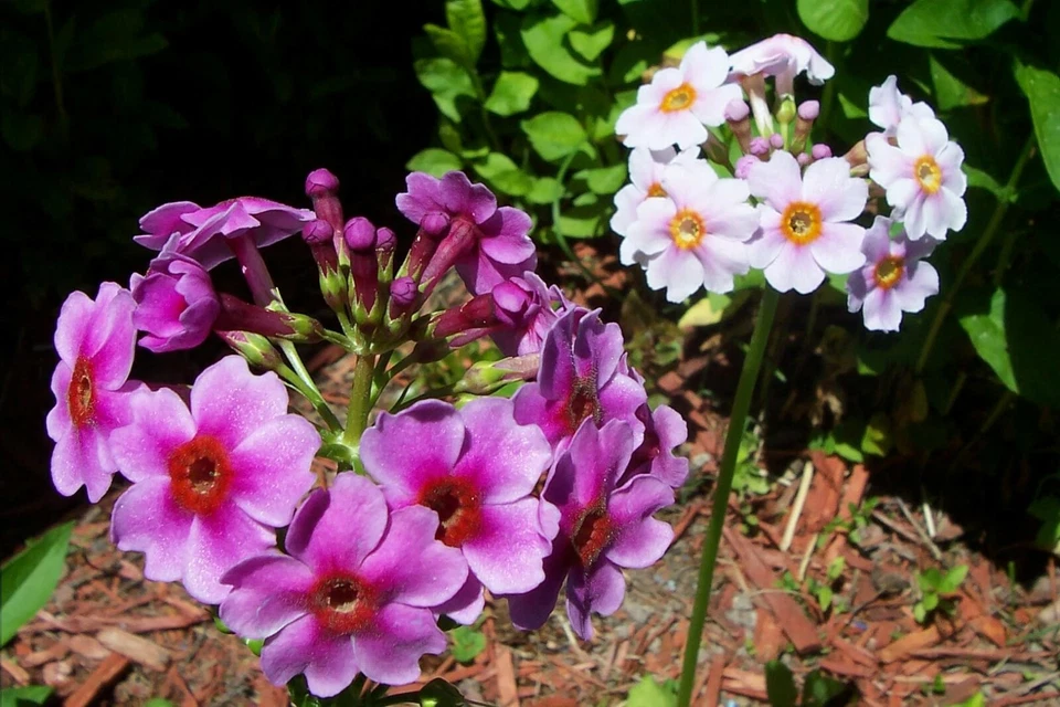 Sementes de prímula japonesa, prímula de candelabro, 300+ (Primula Japonica.) Perene - Imagem 4 de 4
