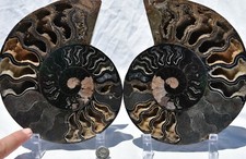 Large Black Ammonite PAIR Deep Crystals XXXXL 7.7" 110myo Fossil 195mm 3153xx