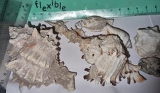 Marine Hermit Crab shells