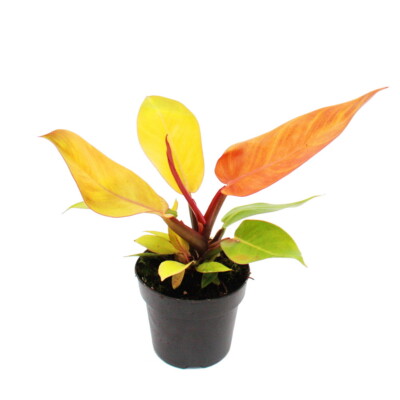 Exotenherz - Philodendron Prince of Orange - orangener Baumfreund - 12cm Topf