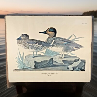 JJ Audubon vtg Green Winged Teal Art Print Duck #46 Plate 228 Havell 1834 20x16''