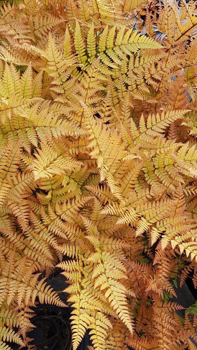 Fougère rose cuivré Dryopteris erythrosora Prolifica en conteneur de 3L
