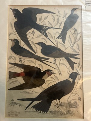 Ornithologie Radierung  Hirundo, Swallows  Schwalben 1836/39