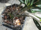 1 BIG DENDROBIUM BABY NOT BLOOM HAD 3 SPIKES OF HIGHLY SCENTED FLOWERS — photo 8