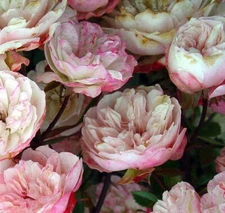 Rosa Chinensis Angel Wings | Miniature Rose | 10_Seeds