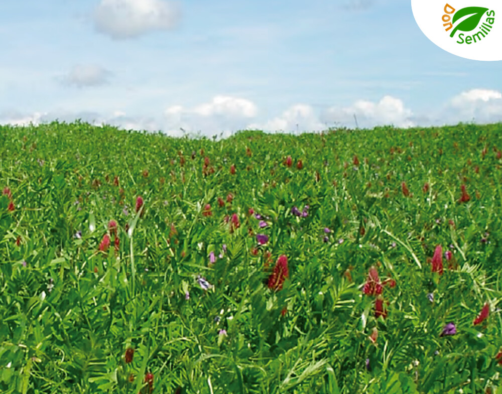 Abono Verde ( 50 gr / 10 metros ) Mezcla Semillas Veza Phacelia Mostaza Avena