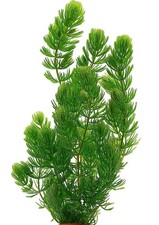 Hornwort Ceratophyllum demersum Live Aquarium Plant