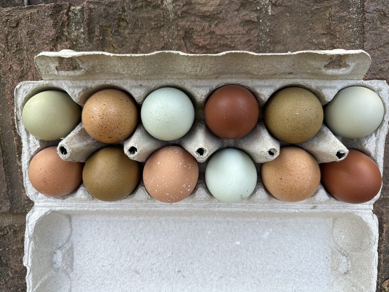 10 Fertile Colored Rainbow Hatching Eggs including rare breeds.