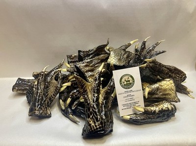 Wholesale Lot 25 Large Alligator Feet 4-6 Inch Size