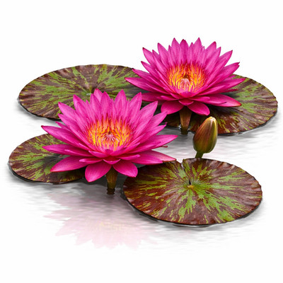 Nymphaea Hot Pink | Tropical Water Lily