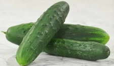 Cucumber Seed: Marketmore 76 Cucumber Seeds  Fresh Seed