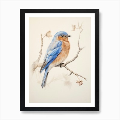 Vintage Vogel Zeichnung Bluebird 1 Kunst gerahmt Wandbild Poster Leinwanddruck Bild