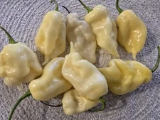 20 White Ghost Pepper Seeds super rare