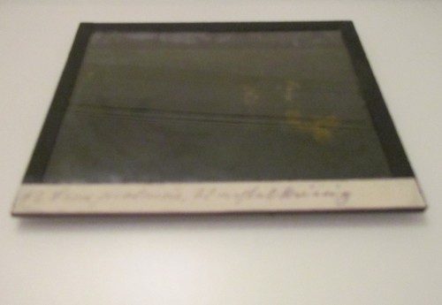 Glass Magic Lantern Slide BIRDS OF EUROPE NO70 C1910 ORNITHOLOGY PHOTO  - Foto 2 di 2