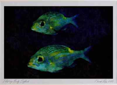 427051 A Pair Of Sea Bream Float Together Ltd Ed A3 Watercolour Print