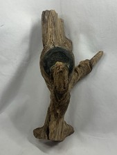 Antique Ford Model T Hub Cap Grown Into A Tree