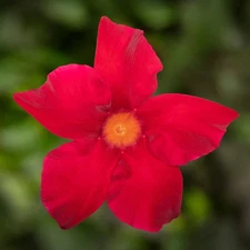 102 DIPLADENIA MADINIA MAXIMO SCARLET Live Plugs Garden Planters AV
