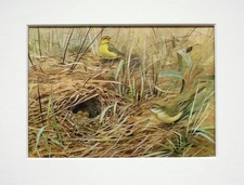 YELLOW WAGTAIL Bird - George Lodge - 1950s Vintage Mounted Colour Print