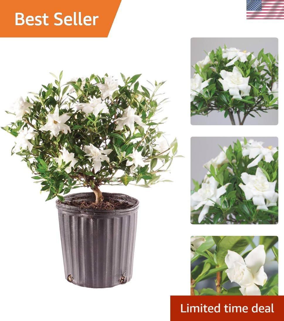 Elegant Live Gardenia Bonsai Tree - 4 Old, 6-8 Inches Tall in Grower Pot |  eBay