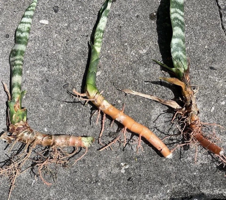 3 Rooted Snake Plants Sansevieria Zeylanica Hawaii Volcanic Soil Air Purifying - Image 2 of 4