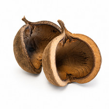 Streculia Buddha Pods for Aquariums Terrariums