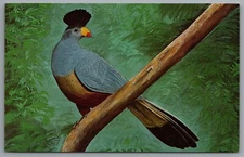Pittsburg PA Aivary The Great Blue Turaco c1962 Postcard Roland Hawkins Painting