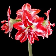 Amaryllis Hippeastrum Red & White Splash Double Blooms Indoor Flower Plant Bulb