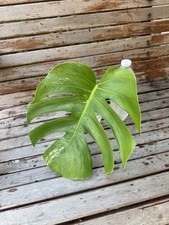 Monstera Albo Borsigiana low Variegated - Top Cutting - Plant