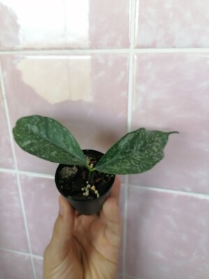 Hoya Cystiantha Splash