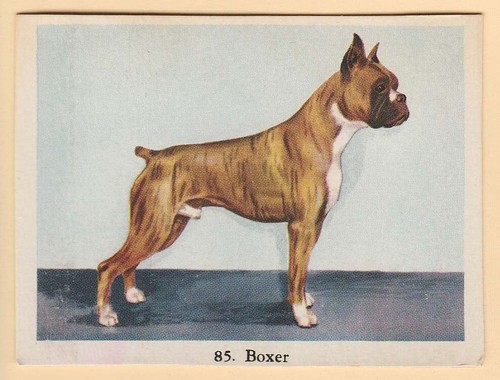 Dogs - Dutch Full Speed Cigarette card circa 1959 #85 Boxer Full Length Study - 第 1/2 張圖片