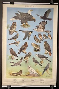Vint. Pennsylvania Bird Chart Birds of Prey Orig. Chart Art by Ned Smith