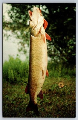 Vtg Fishing Postcard Worth Going After Fish Catch of the Day View California USA