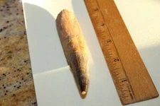 Spinosaurus 4 3/8" Tooth Dinosaur Fossil before T Rex Cretaceous Snt47