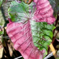 Colocasia Live Bulb Suksathit Pink Tuber New Hybrid + Phytosanitary Certificate
