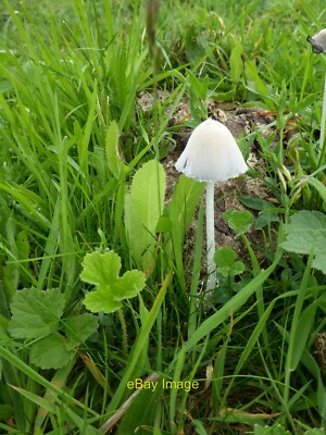Photo 6x4 Coprinus fungus at Seven Barrows The name of this genus of fung c2018