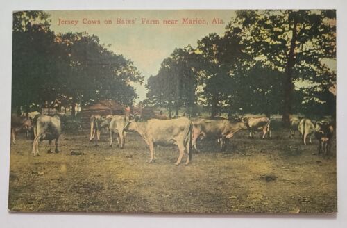 Marion AL Alabama Bates Farm Jersey Cows ZIM Vintage Postcard M5 - Afbeelding 1 van 2