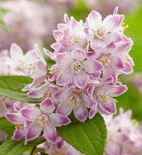 Deutzia Raspberry Sundae | Deciduous Flowering Shrub in 1 LTR pot FREE DELIVERY