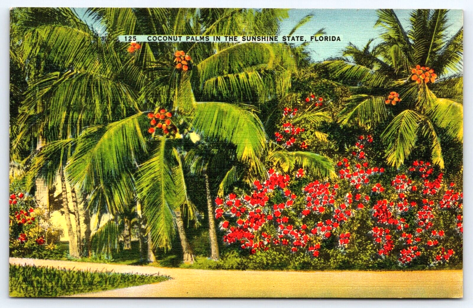 VINTAGE OLD ANTIQUE POSTCARD COCONUT PALM TREES FLOWERS SUNSHINE STATE FLORIDA